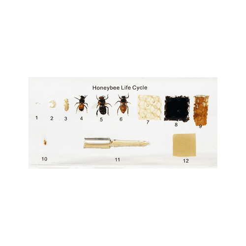 Bienen + Learningapps