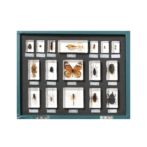 Biosichtblock Insekten