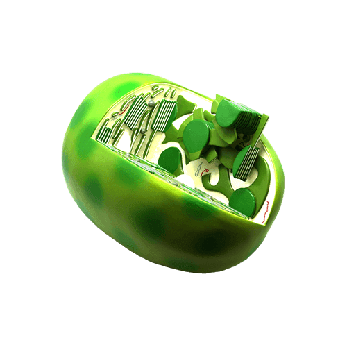 Chloroplast Modell