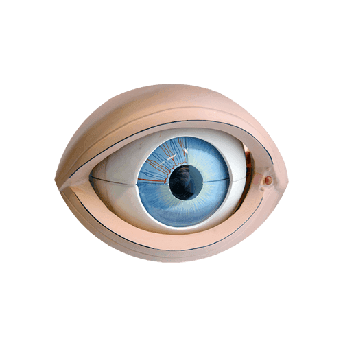 Das Auge