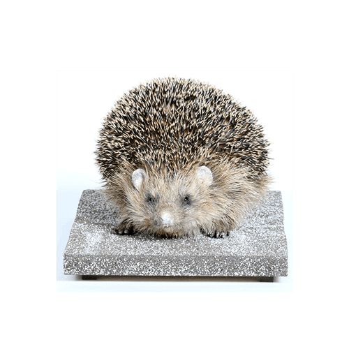 Der Igel & Learningapps