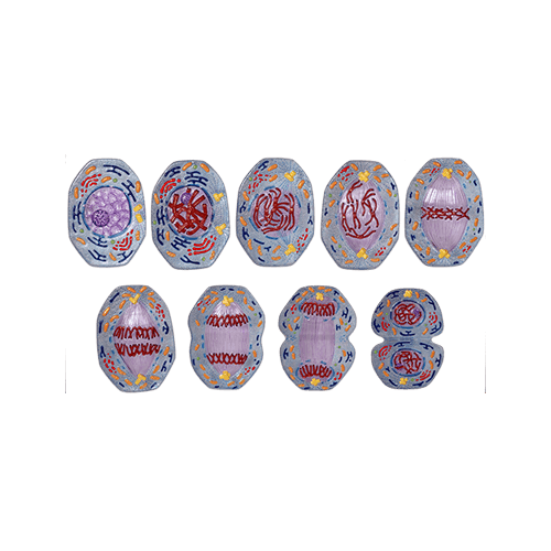 Die Meiose