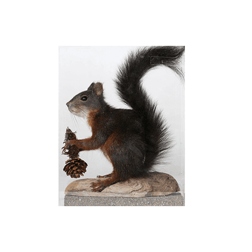 Eichhörnchen + Learningapps