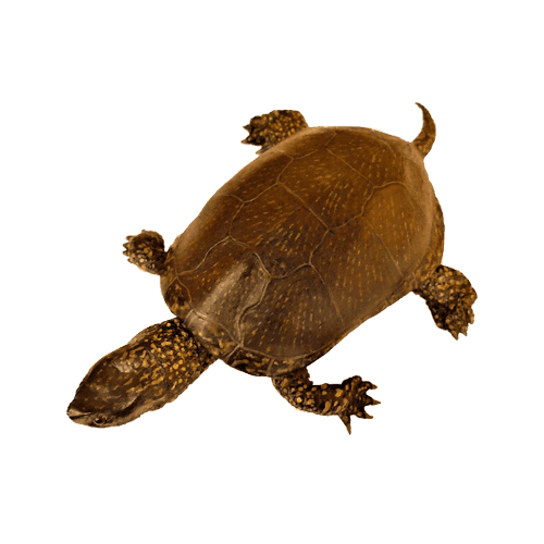 Europäische Sumpfschildkröte