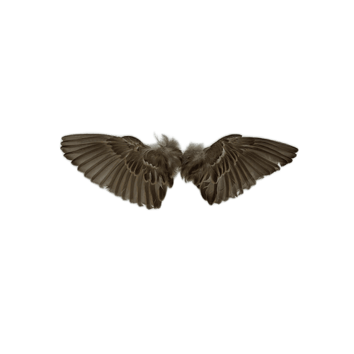Fliegen Flügel Federn
