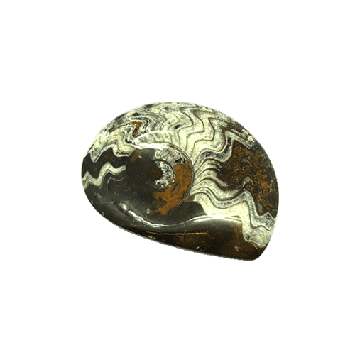Fossilien I + LearningApps