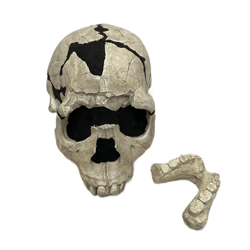 Hominids for school