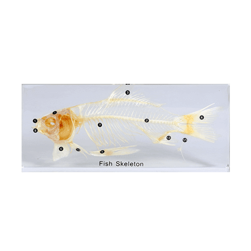 Karpfenskelett und Schwimmblase