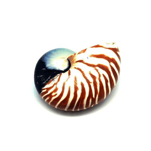 Lebende Fossilien + LearningApps