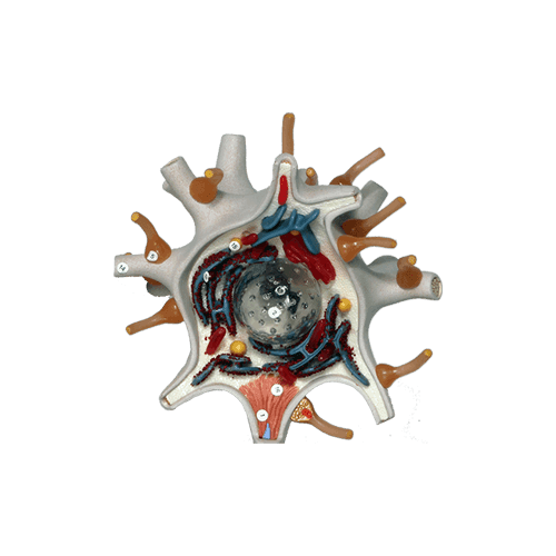 Neuron