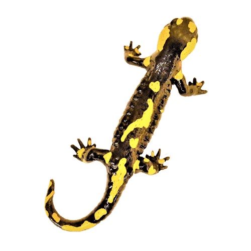 Schwanzlurche - Feuersalamander und Kammmolche + LearningApps